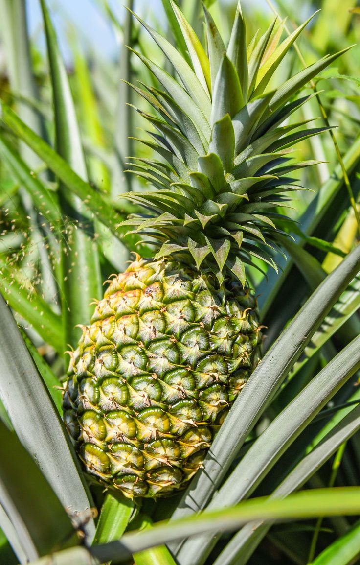 Ladang nanas